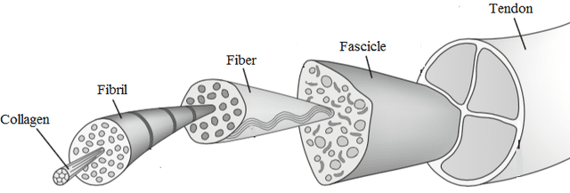 A chiropractor in Maple Grove shares info on collagen and tissue health.