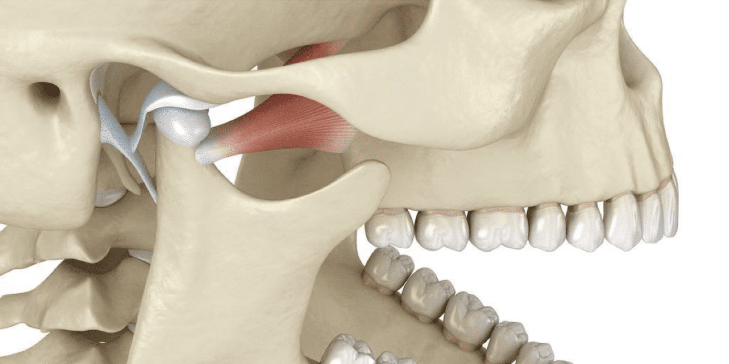 TMJ diagram